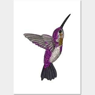 Hummingbird Posters and Art